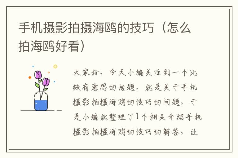 手机摄影拍摄海鸥的技巧（怎么拍海鸥好看）